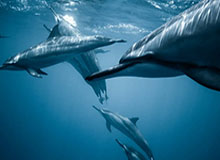 新葡京-步入名人堂！尼克斯官方晒出多张纽约甜瓜的经典瞬间